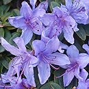 Rhododendron hort. Blue Tit