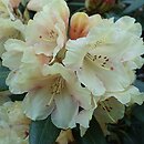 Rhododendron hort. Bohlken's Juditha