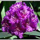 Rhododendron hort. Bohumil Kavka