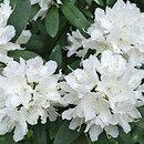 Rhododendron hort. Boule de Neige