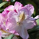 Rhododendron hort. Brigitte