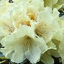 Rhododendron hort. Centennial Gold