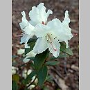 Rhododendron hort. Chikor