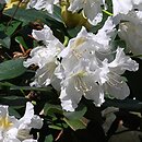 Rhododendron hort. Claudine