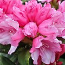 Rhododendron hort. Colibri