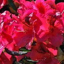 Rhododendron hort. Corinna