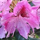 Rhododendron hort. Cosmopolitan