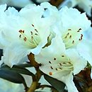Rhododendron hort. Cream Crest