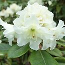 Rhododendron hort. Creamy Chiffon