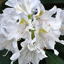 Rhododendron hort. Cunningham's White