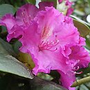 Rhododendron hort. Daisy