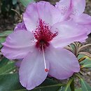 Rhododendron hort. Danuta