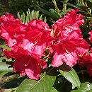 Rhododendron hort. Django