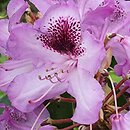 Rhododendron hort. Durantik