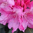 Rhododendron hort. Erika