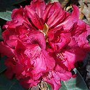 Rhododendron hort. Europa 93