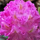 Rhododendron hort. Eva I