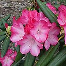 Rhododendron hort. Fantastica