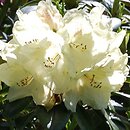 Rhododendron hort. Festivo