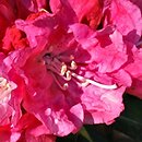 Rhododendron hort. Hachrüh