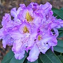 Rhododendron hort. Frundsberg