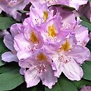Rhododendron hort. Genoveva