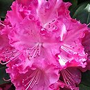 Rhododendron hort. Germania