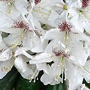 Rhododendron hort. Gerstäcker