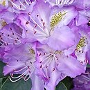 Rhododendron hort. Gisela
