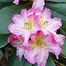 Rhododendron hort. Gloria