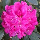 Rhododendron hort. Goethe