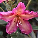 Rhododendron hort. Golden Gate