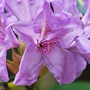 Rhododendron hort. Goldfinger