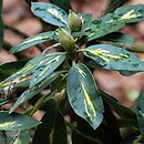 Rhododendron hort. Goldflimmer