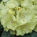 Rhododendron hort. Goldkrone