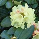 Rhododendron hort. Goldprinz