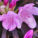 Rhododendron hort. Graziella