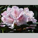 Rhododendron hort. Grugaperle