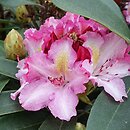 Rhododendron hort. Guyens's Fasching