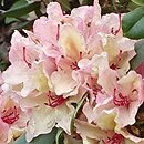 Rhododendron hort. Hachmanns Brasilia