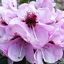 Rhododendron hort. Hachmanns Mamamia