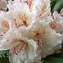Rhododendron hort. Hachmanns Mikado