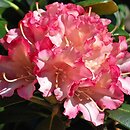 Rhododendron hort. Hachmanns Minkin