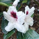 Rhododendron hort. Hachmann's Picobello
