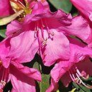 Rhododendron hort. Hamburg