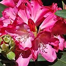 Rhododendron hort. Hans Georg Sander