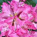 Rhododendron hort. Hassan
