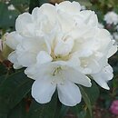 Rhododendron hort. Helene Schiffner