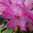 Rhododendron hort. Hellikki