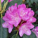 Rhododendron hort. Hermine Seidel